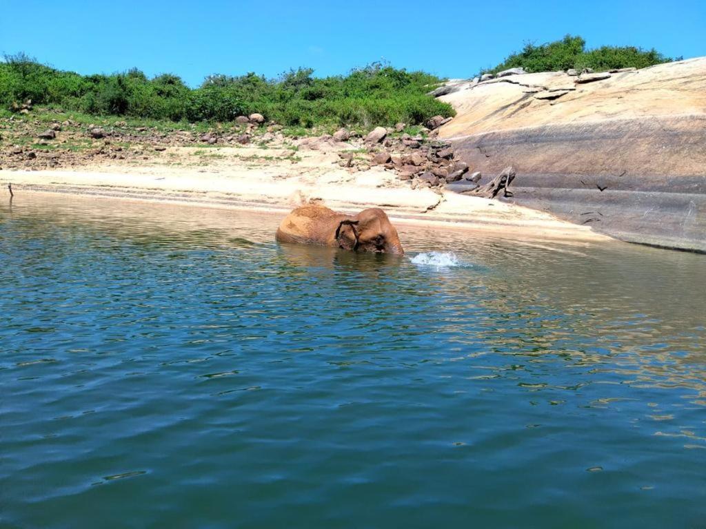 Gal Oya Lake View Inginiyagala Polwatta Buitenkant foto