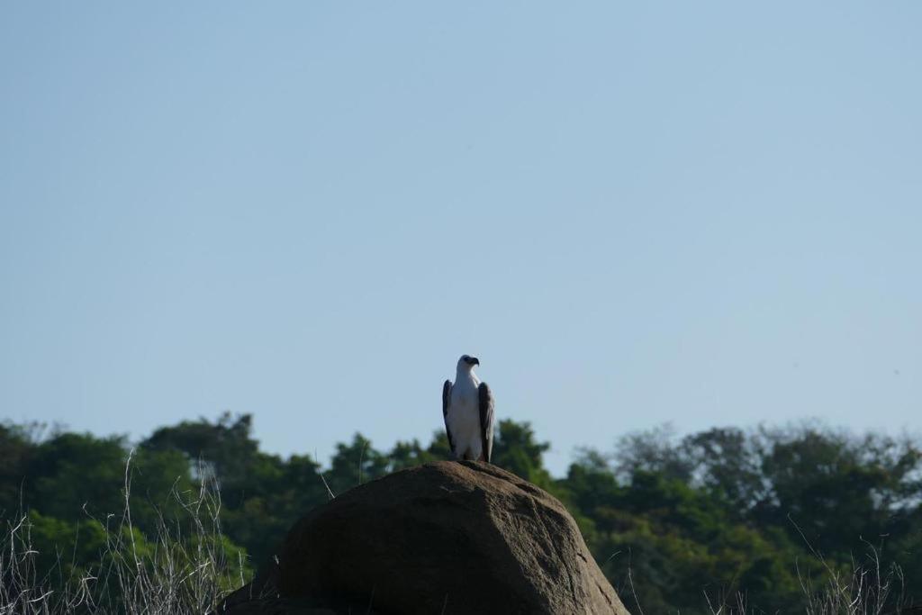 Gal Oya Lake View Inginiyagala Polwatta Buitenkant foto