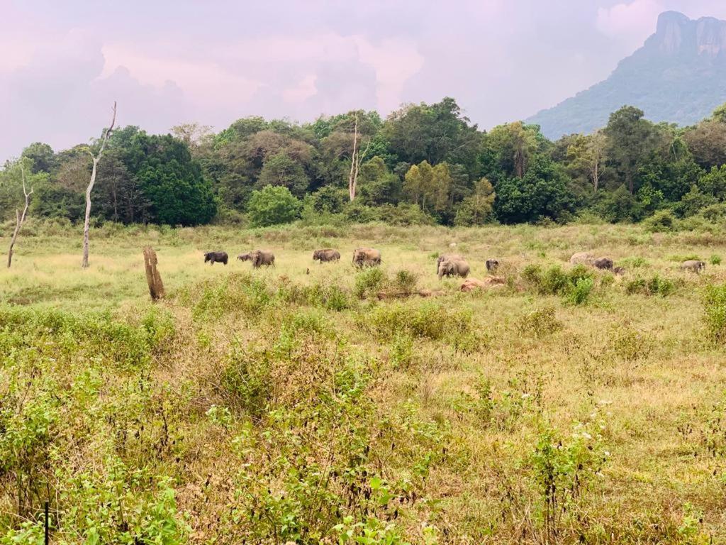 Gal Oya Lake View Inginiyagala Polwatta Buitenkant foto